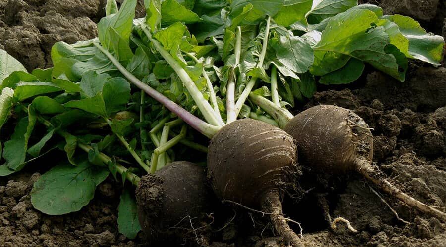 Benefits of black radish