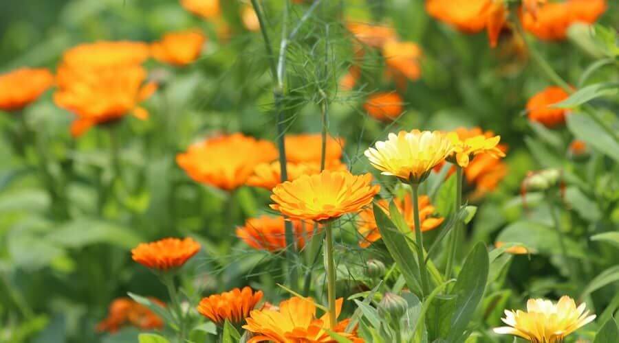 The medicinal properties of marigold