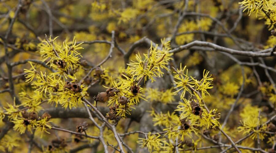 Benefits of witch hazel